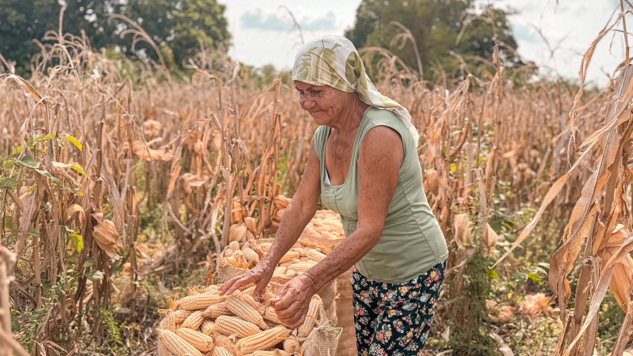 Agricultura en el Cesar
